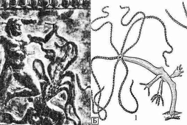Kraken link