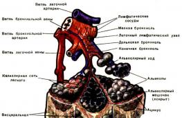 Система кислородного обеспечения организма (ребёнка)